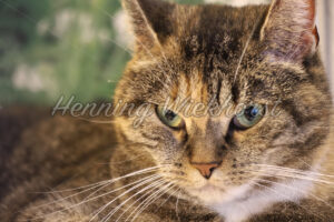 Wachsame Katze - ImageShop