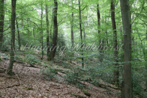 Waldlandschaft - ImageShop