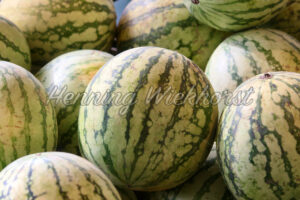 Wassermelone - ImageShop