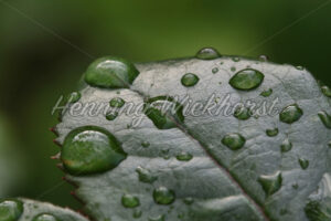 Wassertropfen auf Blatt - ImageShop