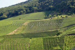 Weinanbau am Hang - ImageShop .Online