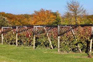 Weinanbau in Wachtberg - ImageShop Online