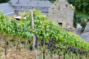 Weingut Marienthal an der Ahr - ImageShop