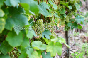 Weintrauben am Stock - ImageShop