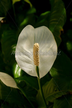 Weiße Anthurie - ImageShop