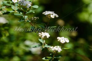 Weisse Blüten im Busch - ImageShop Online