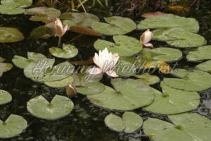 Weiße Seerosen im Wasser - ImageShop
