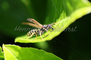 Wespe auf grünem Blatt - ImageShop