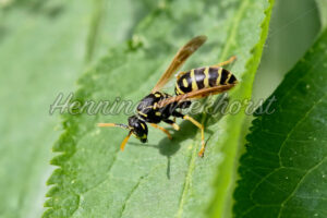 Wespe in der Sonne - ImageShop