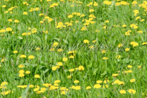 Wiese mit Löwenzahn - ImageShop