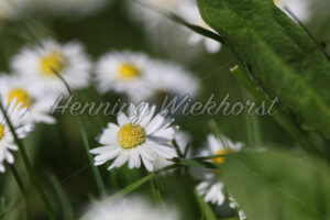 Wiesenblume - ImageShop