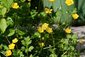 Wild wachsende Butterblumen - ImageShop