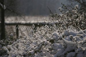 Winterliche Landschaft am Rodderberg - ImageShop Online