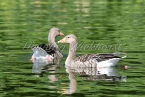 Zwei Gänse auf dem Wasser - ImageShop Online