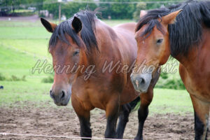 Zwei Pferde - ImageShop